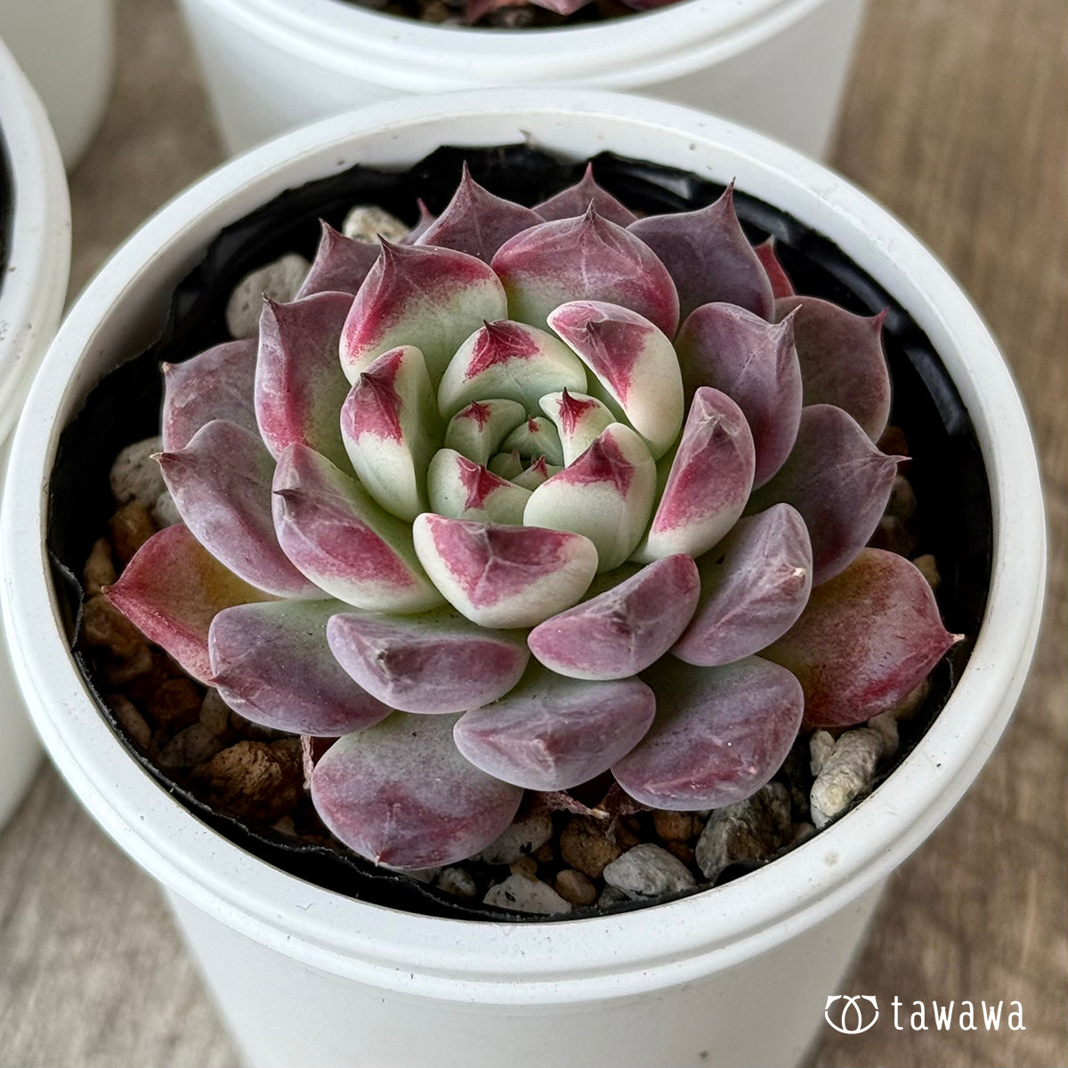 マゼンタ（チャンヒー農園）【tawawaハウス苗】