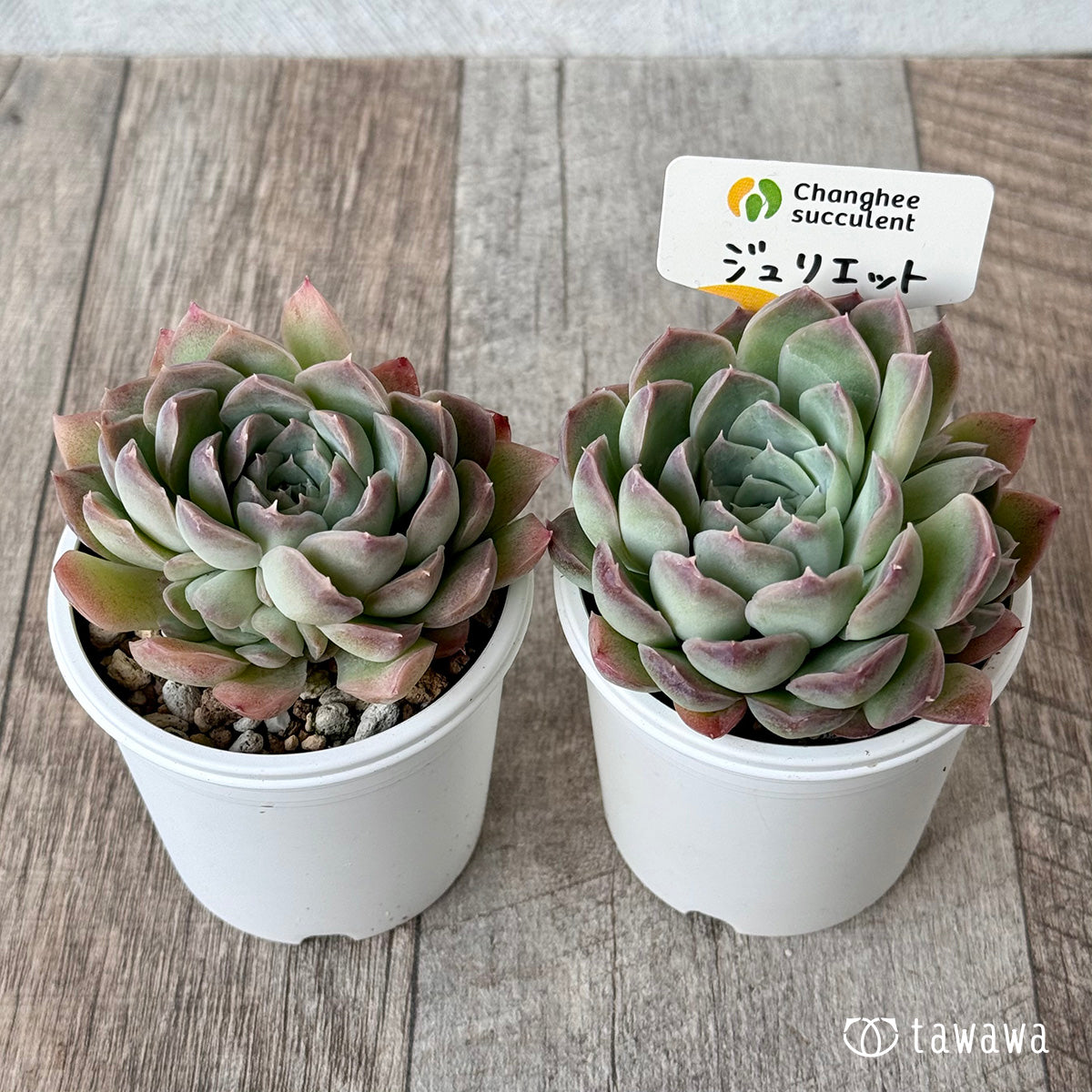 ジュリエット１（チャンヒー農園）【tawawaハウス苗】