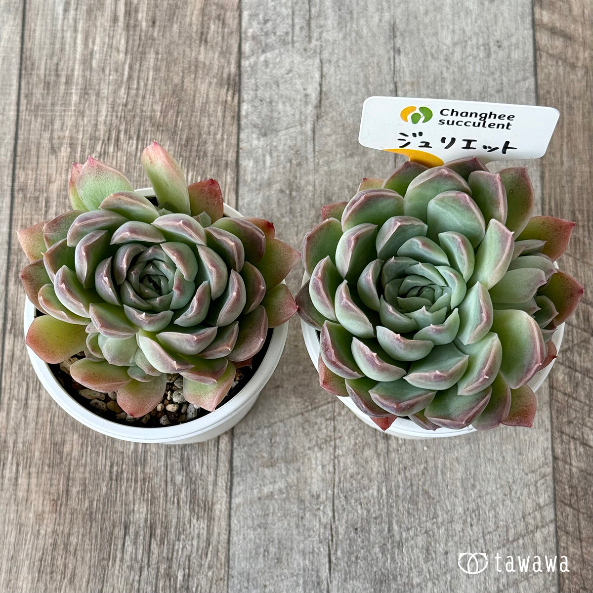 ジュリエット１（チャンヒー農園）【tawawaハウス苗】