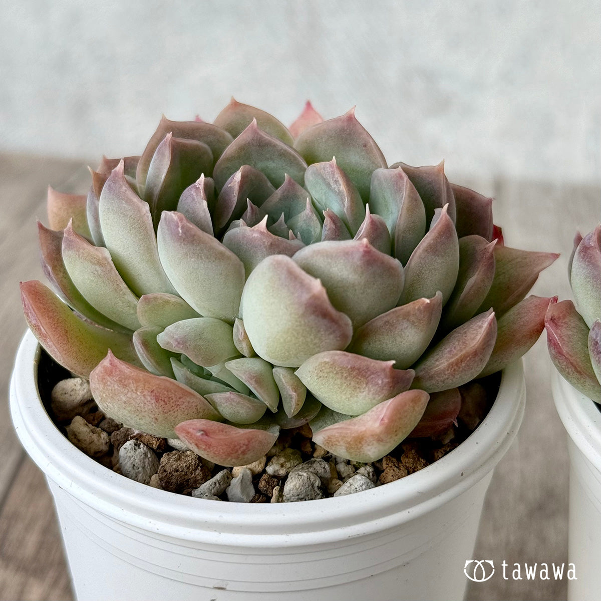 ジュリエット１（チャンヒー農園）【tawawaハウス苗】