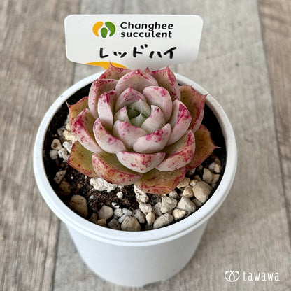 ＊新発売＊　レッドハイ（チャンヒー農園）【tawawaハウス苗】