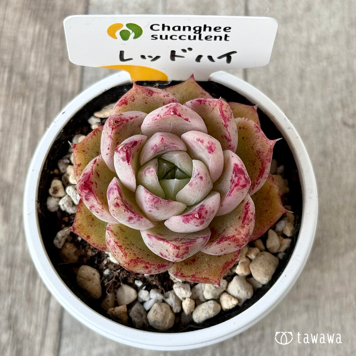 ＊新発売＊　レッドハイ（チャンヒー農園）【tawawaハウス苗】