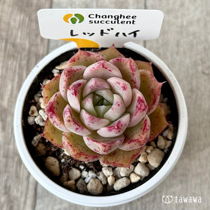 ＊新発売＊　レッドハイ（チャンヒー農園）【tawawaハウス苗】