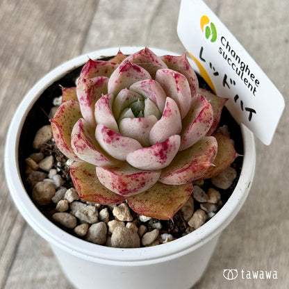 ＊新発売＊　レッドハイ（チャンヒー農園）【tawawaハウス苗】