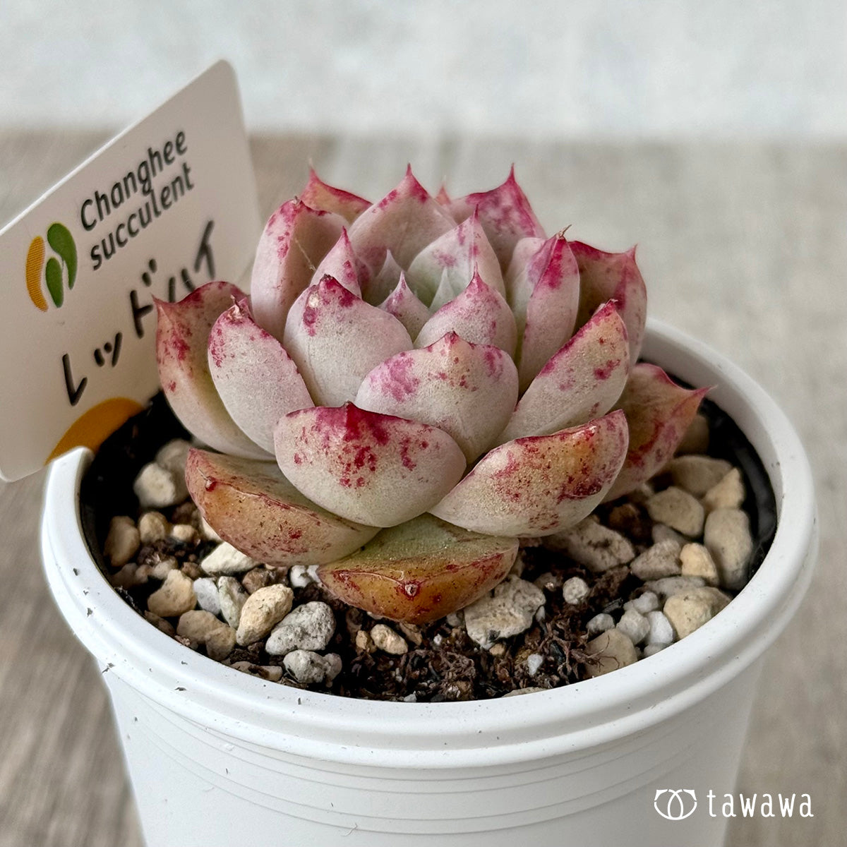 ＊新発売＊　レッドハイ（チャンヒー農園）【tawawaハウス苗】