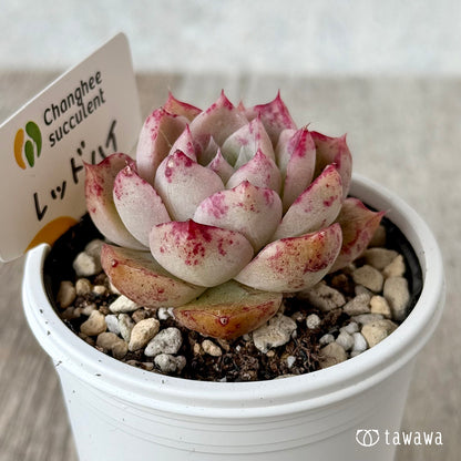 ＊新発売＊　レッドハイ（チャンヒー農園）【tawawaハウス苗】