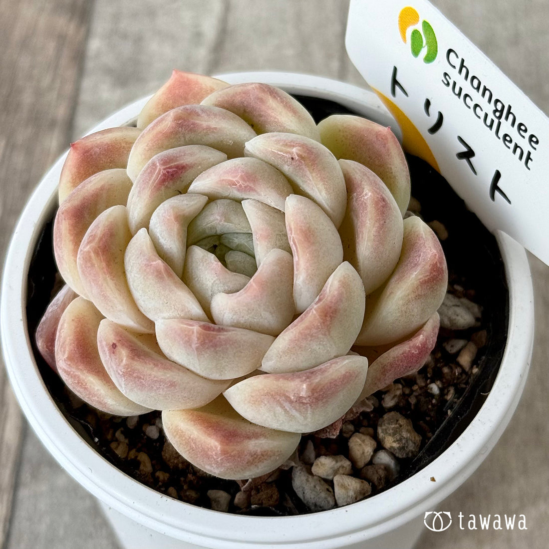 New Arrivals: Ice Green