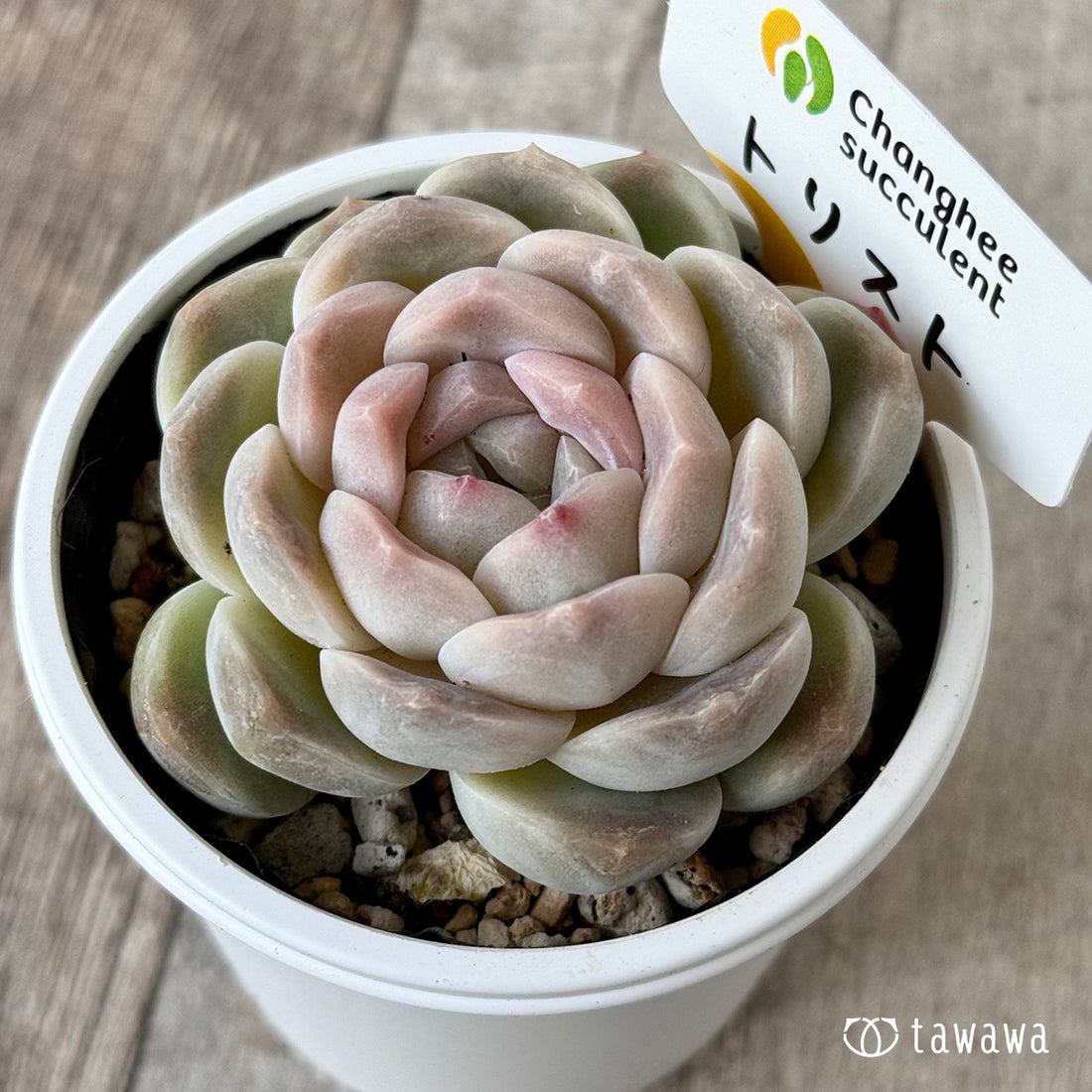 New Arrivals: Ice Green