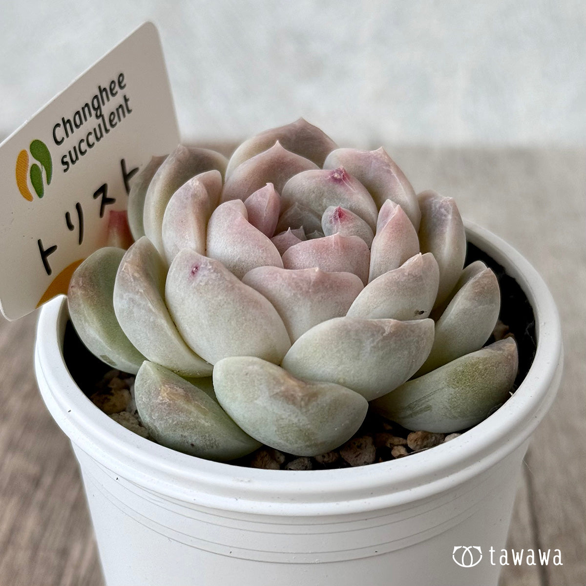 New Arrivals: Ice Green