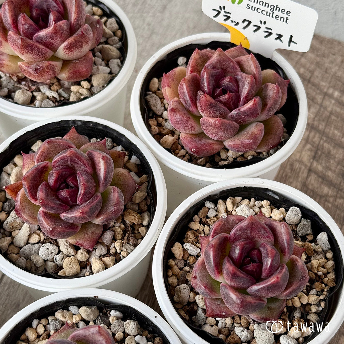 ブラックブラスト（チャンヒー農園）【tawawaハウス苗】