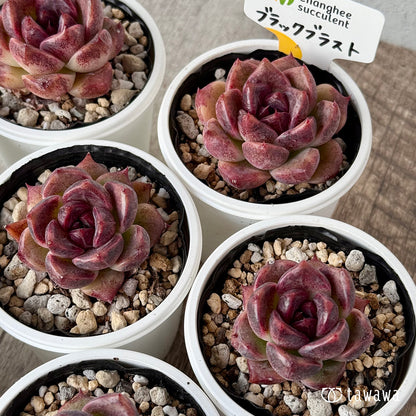 ブラックブラスト（チャンヒー農園）【tawawaハウス苗】