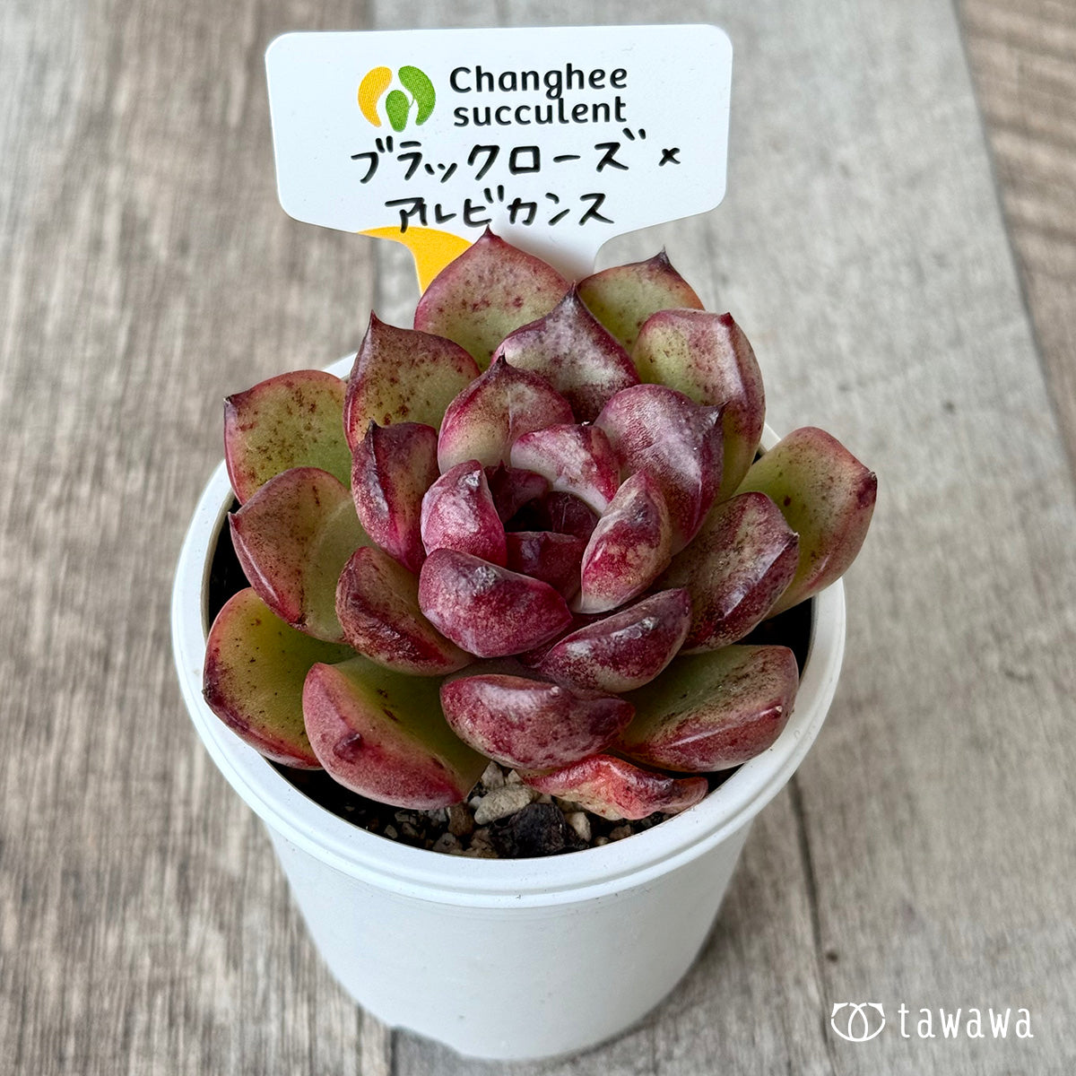 ブラックローズ×アルビカンス１（チャンヒー農園）【tawawaハウス苗】