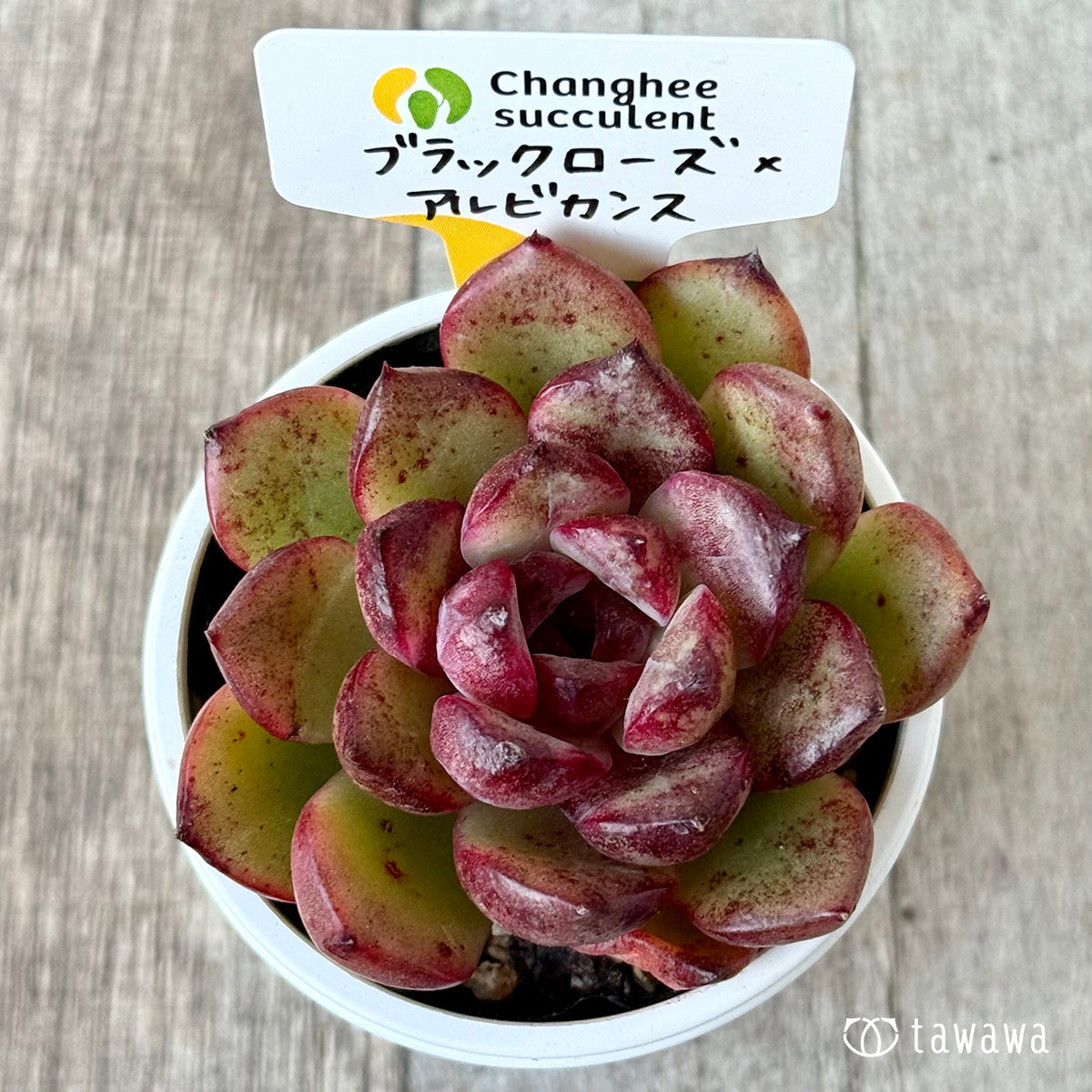 ブラックローズ×アルビカンス１（チャンヒー農園）【tawawaハウス苗】