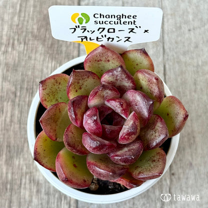 ブラックローズ×アルビカンス１（チャンヒー農園）【tawawaハウス苗】