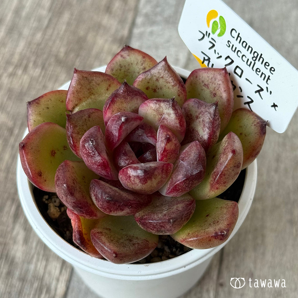 ブラックローズ×アルビカンス１（チャンヒー農園）【tawawaハウス苗】