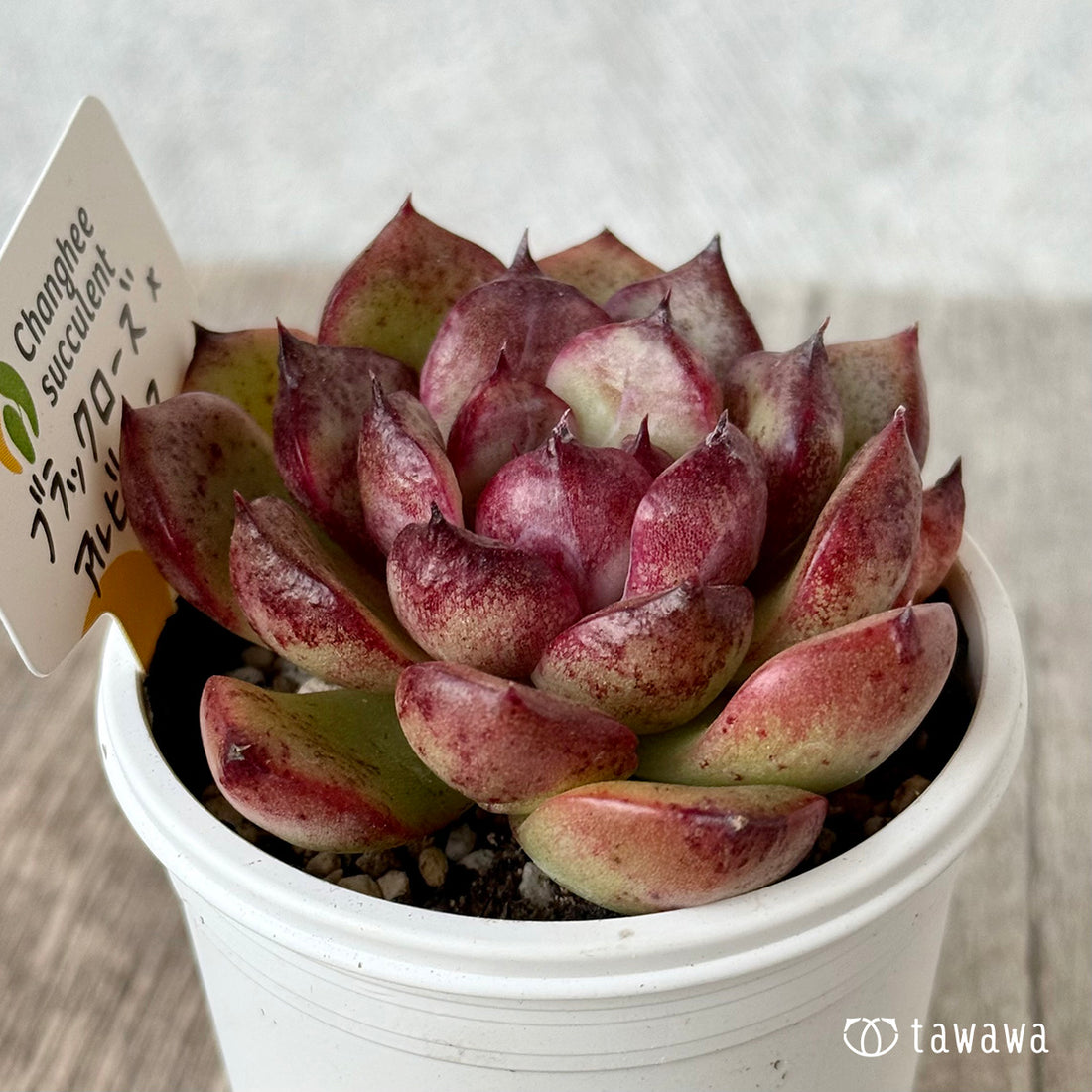 ブラックローズ×アルビカンス１（チャンヒー農園）【tawawaハウス苗】