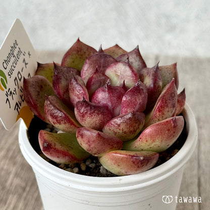 ブラックローズ×アルビカンス１（チャンヒー農園）【tawawaハウス苗】