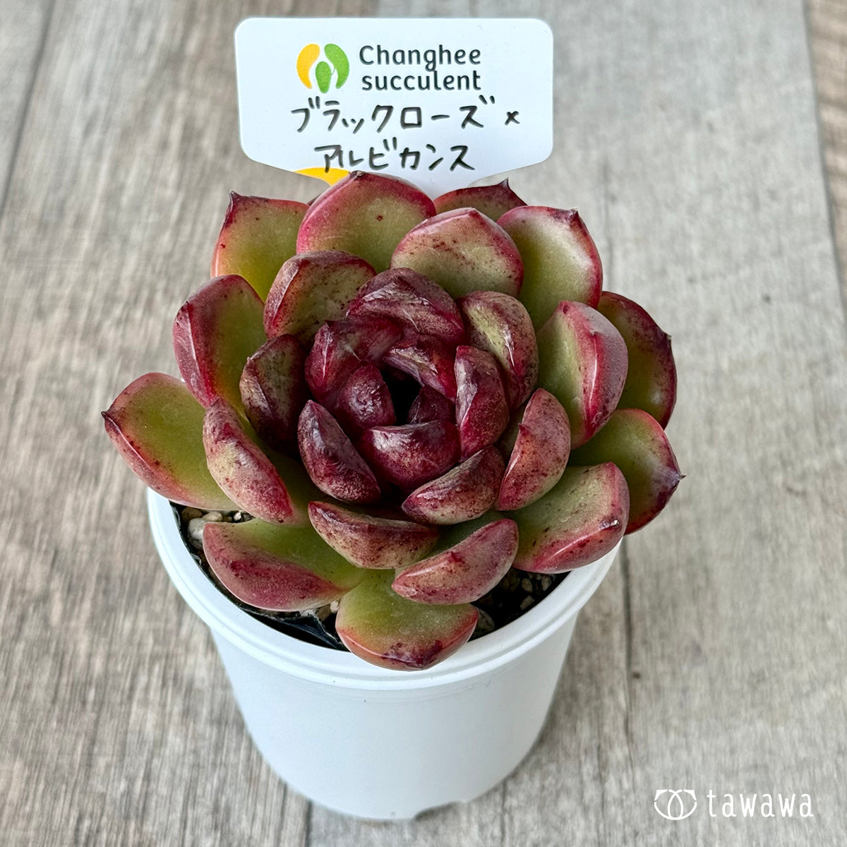 ブラックローズ×アルビカンス２（チャンヒー農園）【tawawaハウス苗】