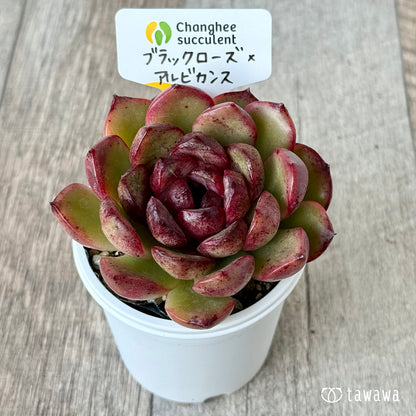 ブラックローズ×アルビカンス２（チャンヒー農園）【tawawaハウス苗】