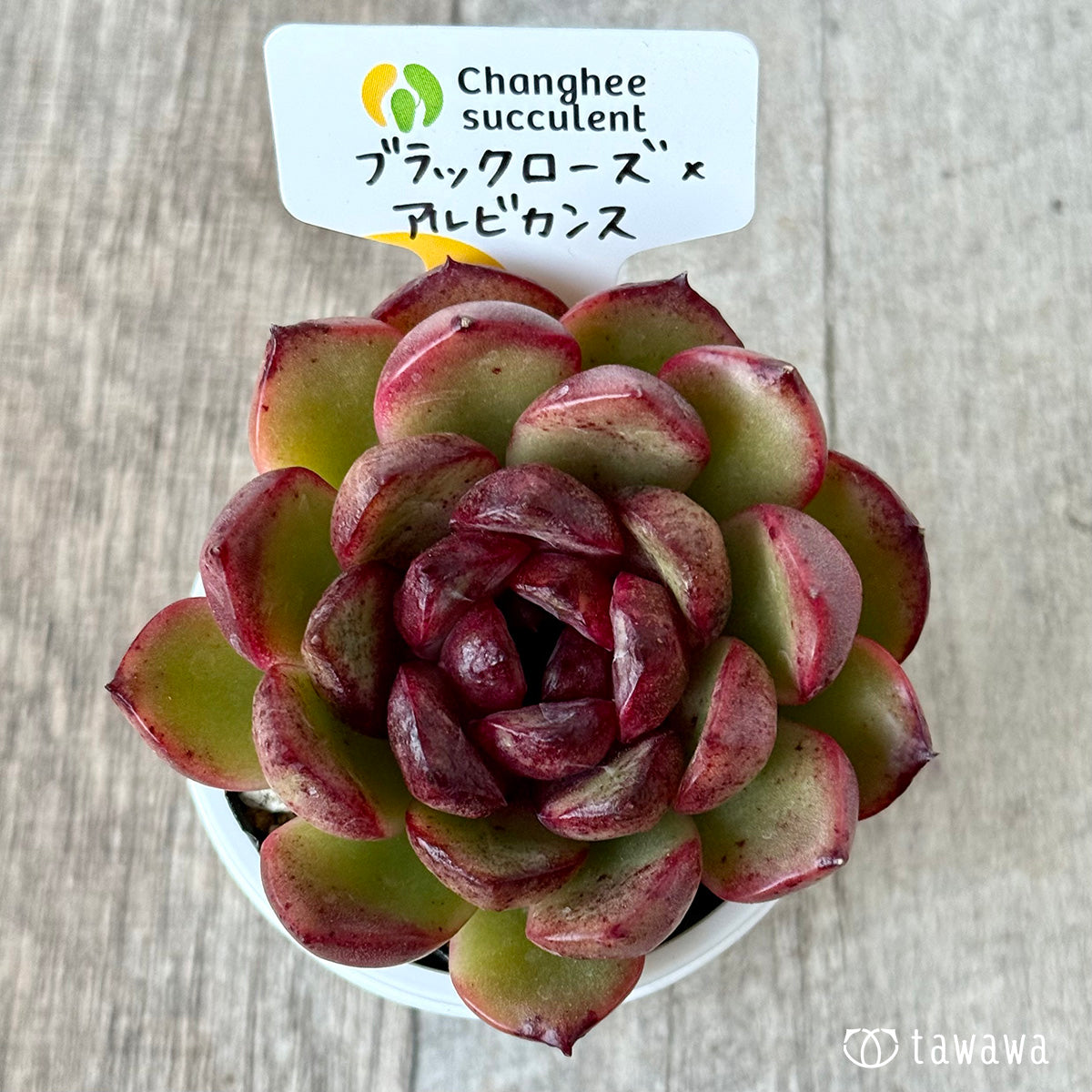 ブラックローズ×アルビカンス２（チャンヒー農園）【tawawaハウス苗】