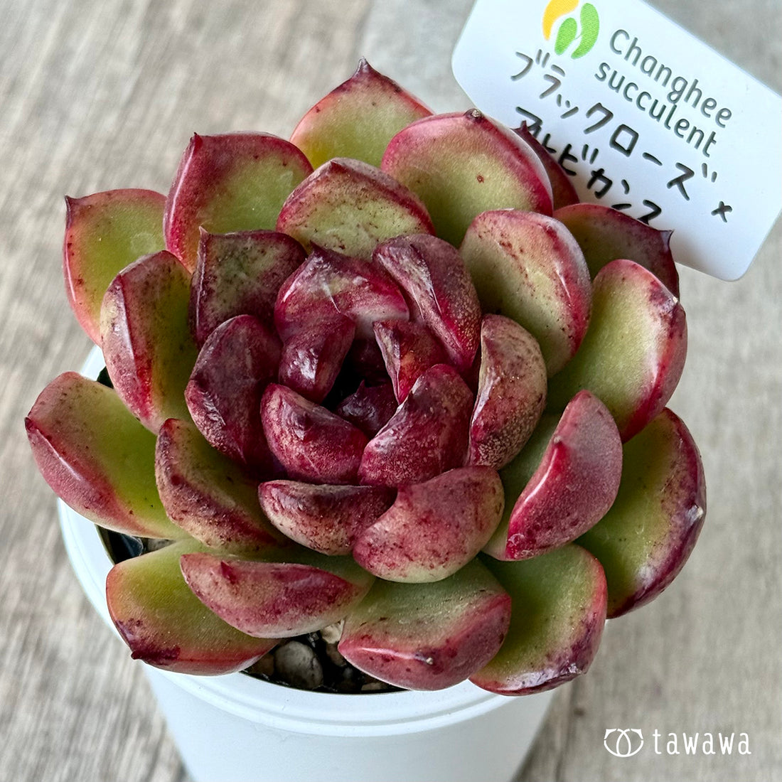 ブラックローズ×アルビカンス2(チャンヒー農園)【tawawaハウス苗】