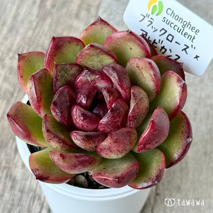 ブラックローズ×アルビカンス２（チャンヒー農園）【tawawaハウス苗】