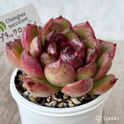 ブラックローズ×アルビカンス２（チャンヒー農園）【tawawaハウス苗】