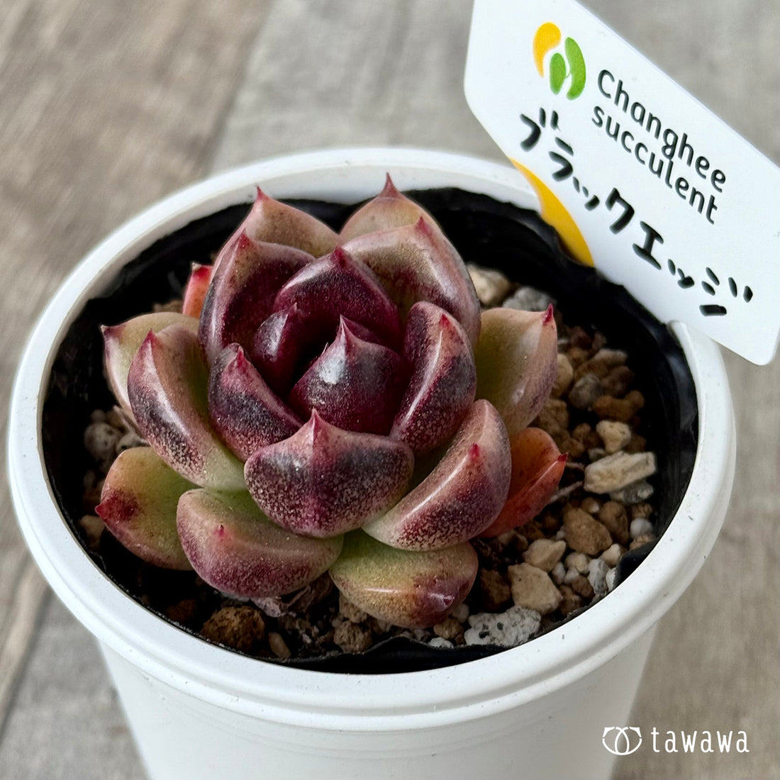 ブラックエッジ（チャンヒー農園）【tawawaハウス苗】