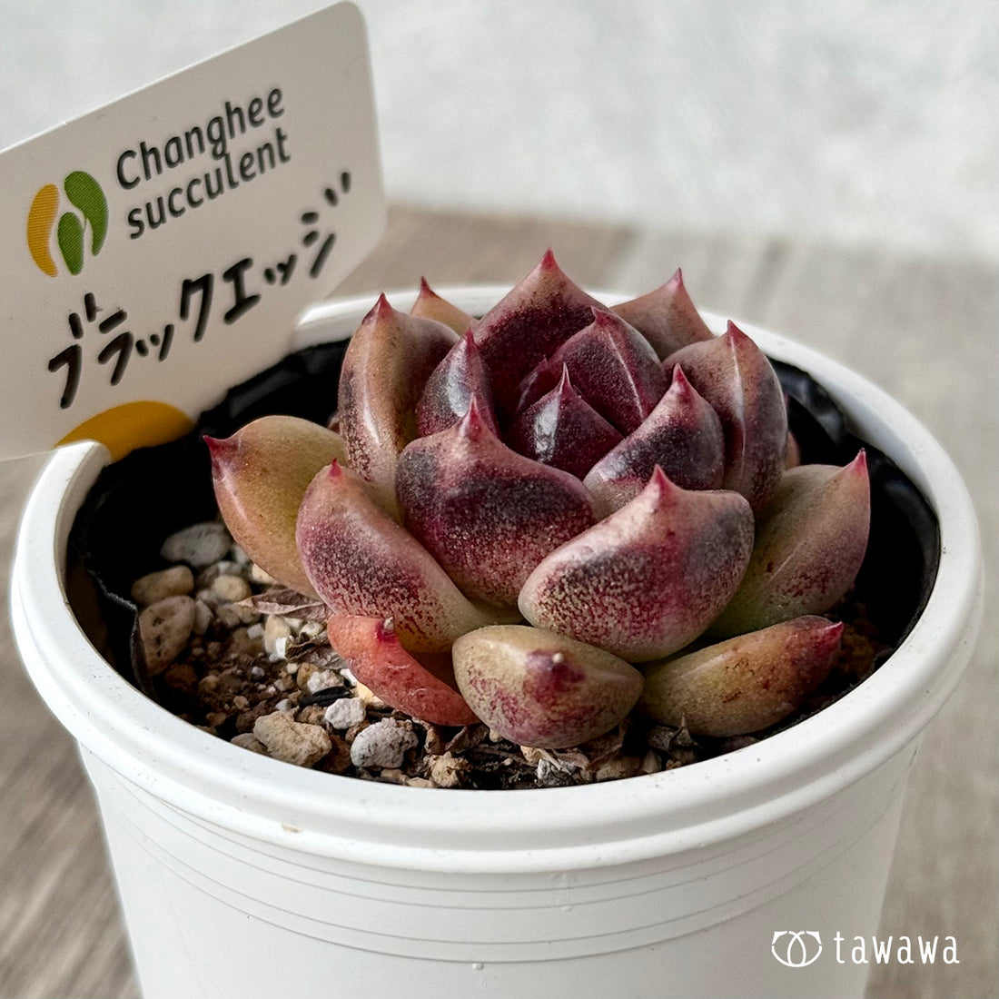 ブラックエッジ（チャンヒー農園）【tawawaハウス苗】