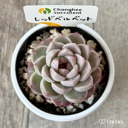 ＊新発売＊　レッドベルベット１（チャンヒー農園）【tawawaハウス苗】