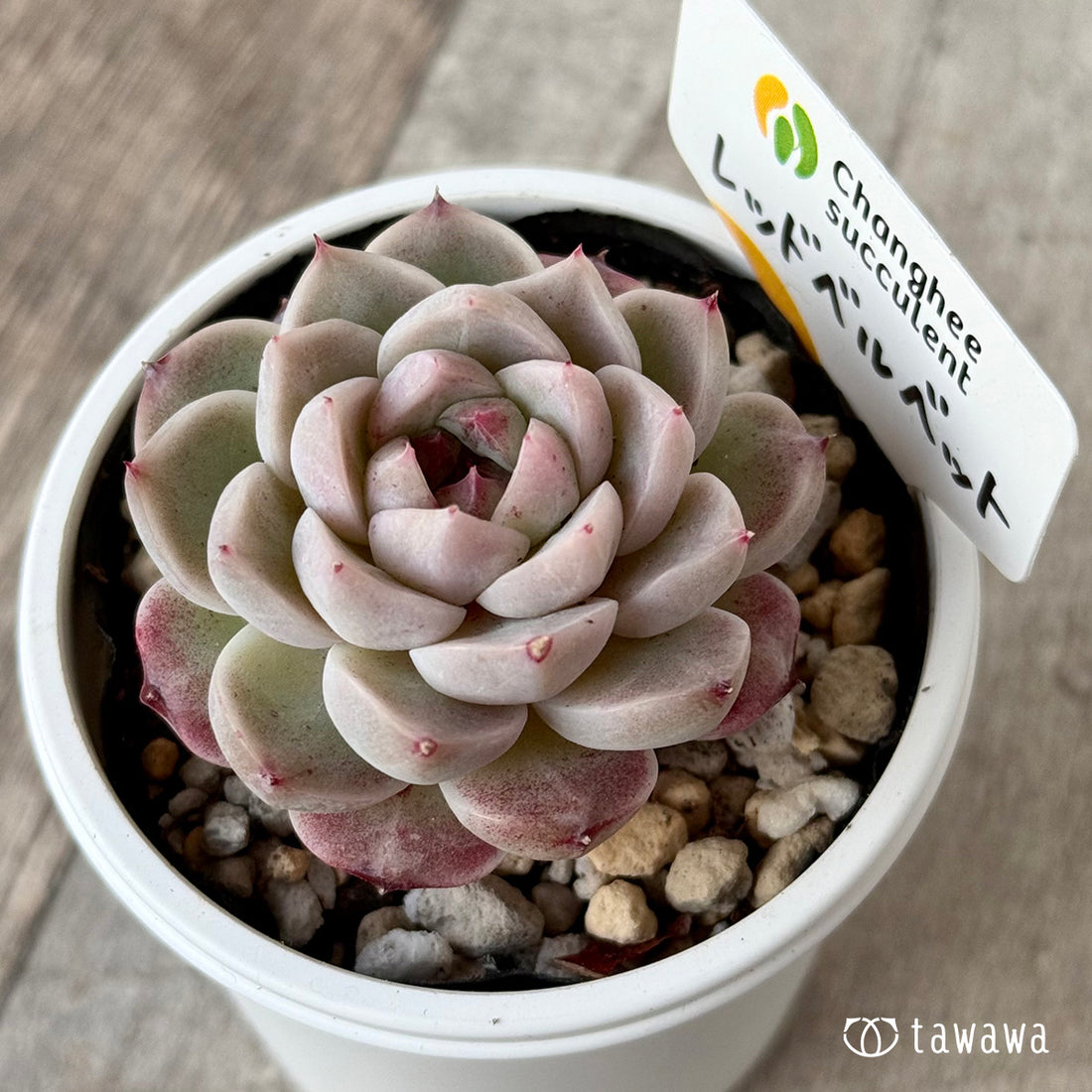 ＊新発売＊　レッドベルベット（チャンヒー農園）【tawawaハウス苗】