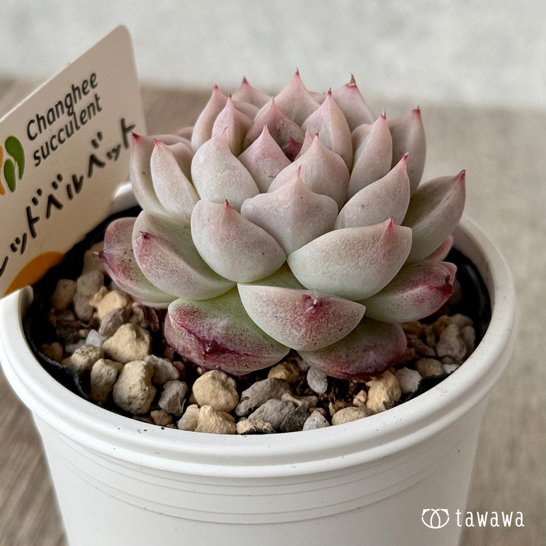 ＊新発売＊　レッドベルベット（チャンヒー農園）【tawawaハウス苗】