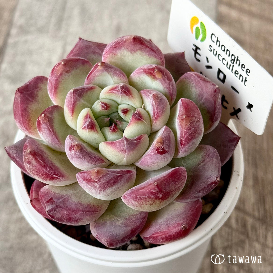 ＊新発売＊　モンロー×サラヒメ（チャンヒー農園）【tawawaハウス苗】