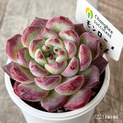 ＊新発売＊　モンロー×サラヒメ（チャンヒー農園）【tawawaハウス苗】