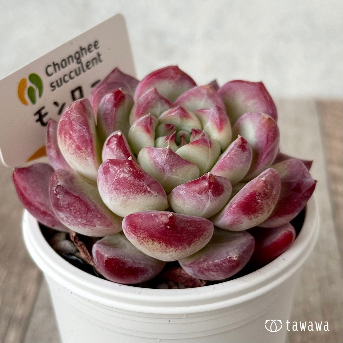 ＊新発売＊　モンロー×サラヒメ（チャンヒー農園）【tawawaハウス苗】