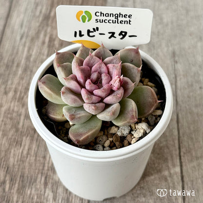 ＊新発売＊　ルビースター（チャンヒー農園）【tawawaハウス苗】