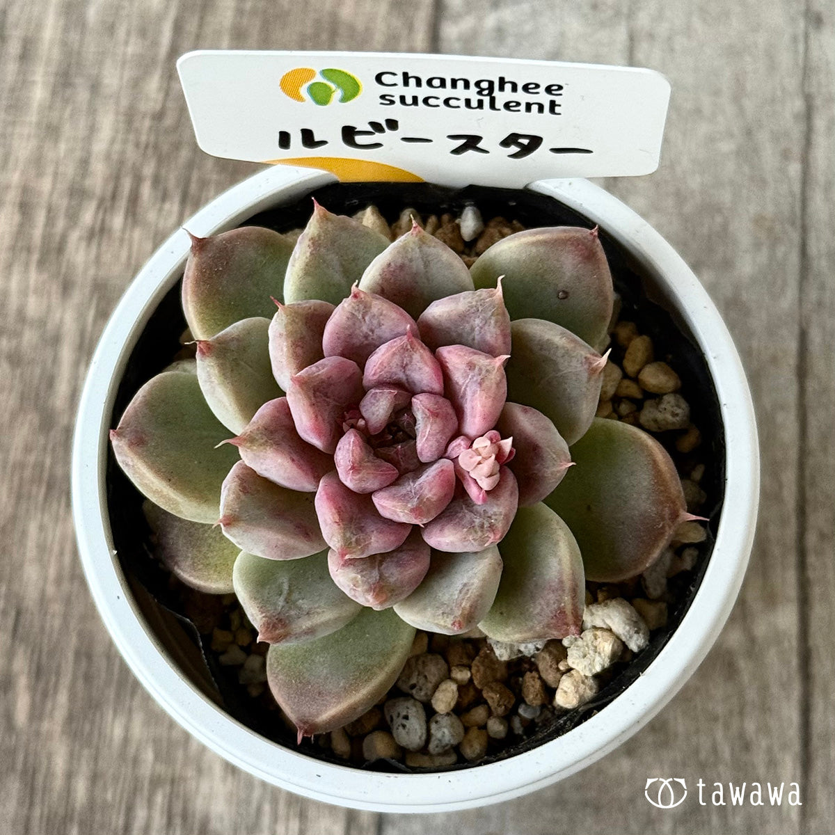 ＊新発売＊　ルビースター（チャンヒー農園）【tawawaハウス苗】