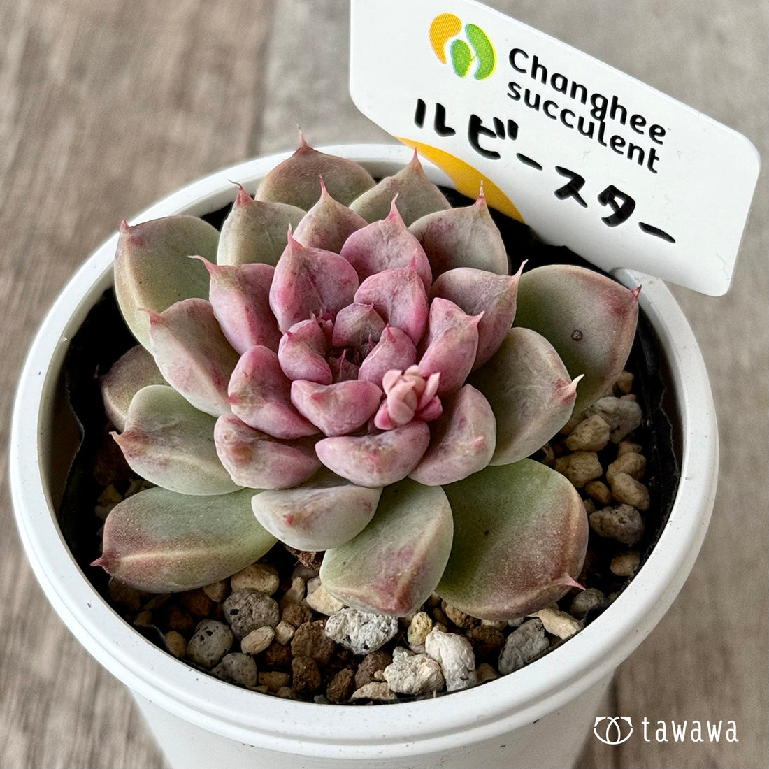 ＊新発売＊　ルビースター（チャンヒー農園）【tawawaハウス苗】