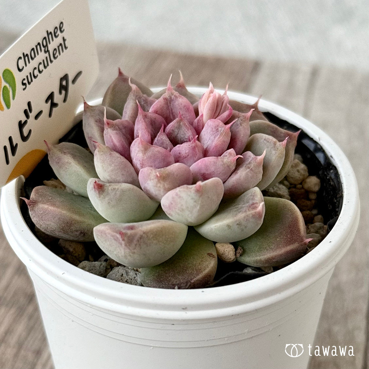 ＊新発売＊　ルビースター（チャンヒー農園）【tawawaハウス苗】