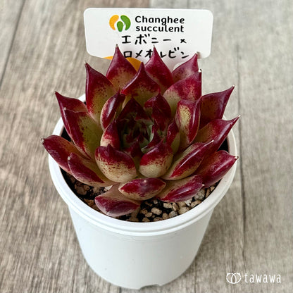 エボニー×ロメオルビン１（チャンヒー農園）【tawawaハウス苗】