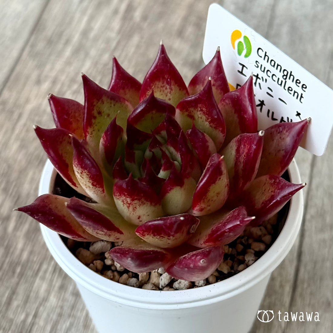 エボニー×ロメオルビン１（チャンヒー農園）【tawawaハウス苗】