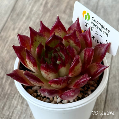 エボニー×ロメオルビン１（チャンヒー農園）【tawawaハウス苗】