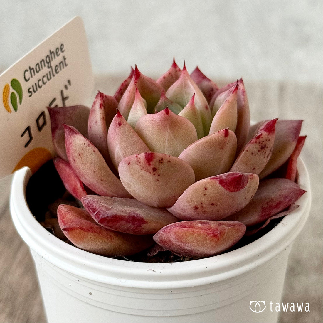 コロラド（チャンヒー農園）【tawawaハウス苗】