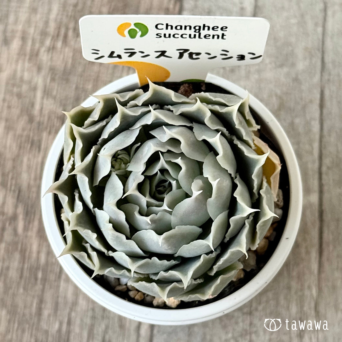 ＊新発売＊　原種シムランスアセンション（チャンヒー農園 ）【tawawaハウス苗】