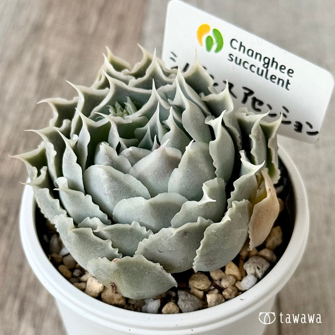 New Arrivals: Ice Green