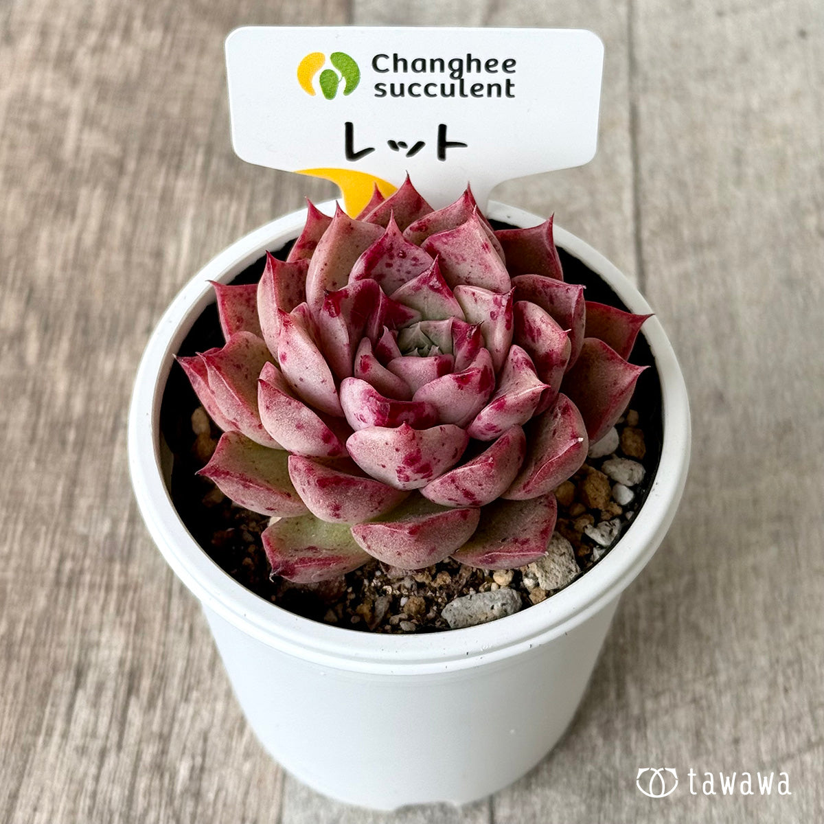 ＊新発売＊　レット（チャンヒー農園）【tawawaハウス苗】