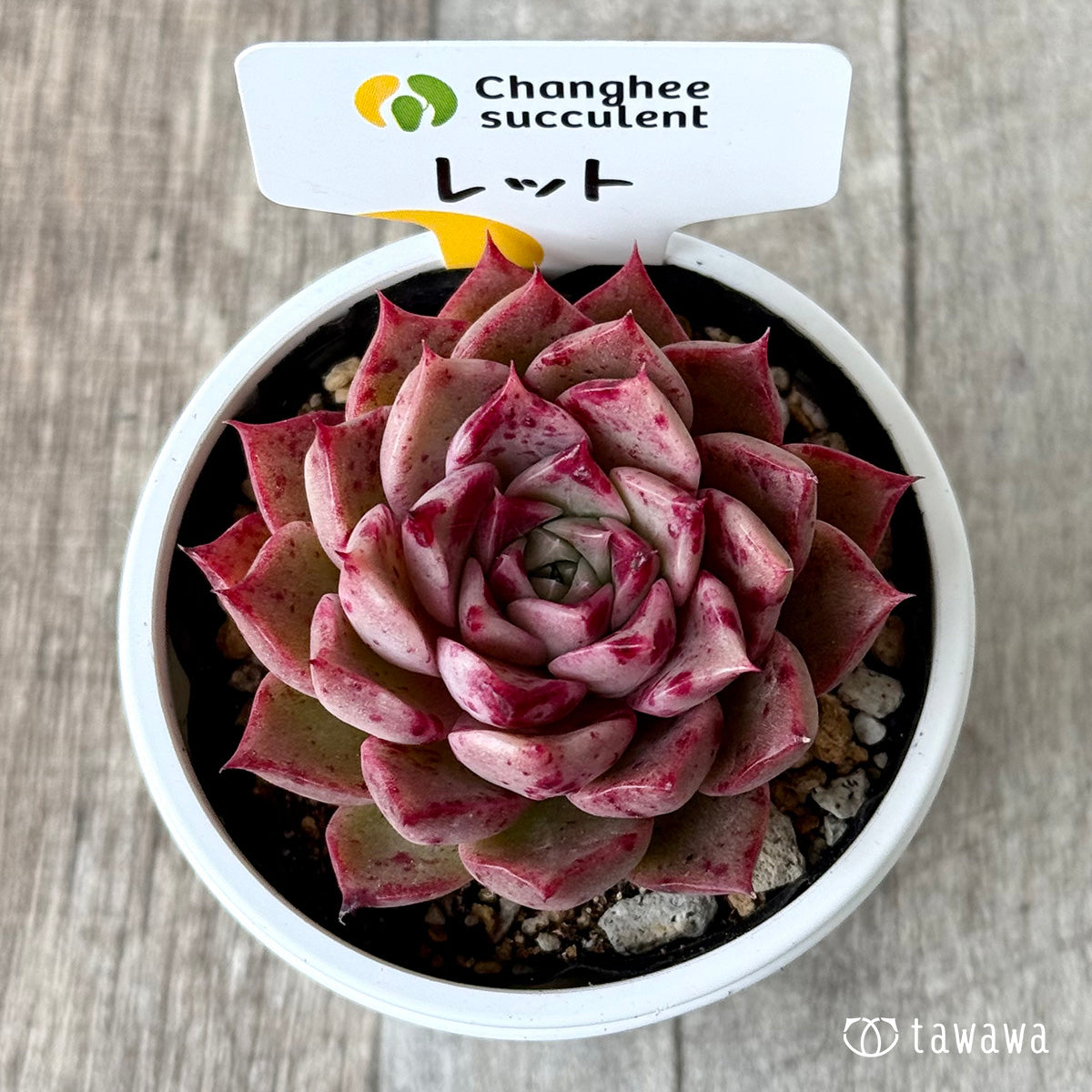 ＊新発売＊　レット（チャンヒー農園）【tawawaハウス苗】