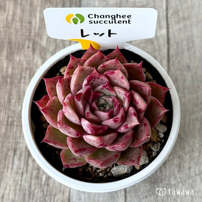 ＊新発売＊　レット（チャンヒー農園）【tawawaハウス苗】