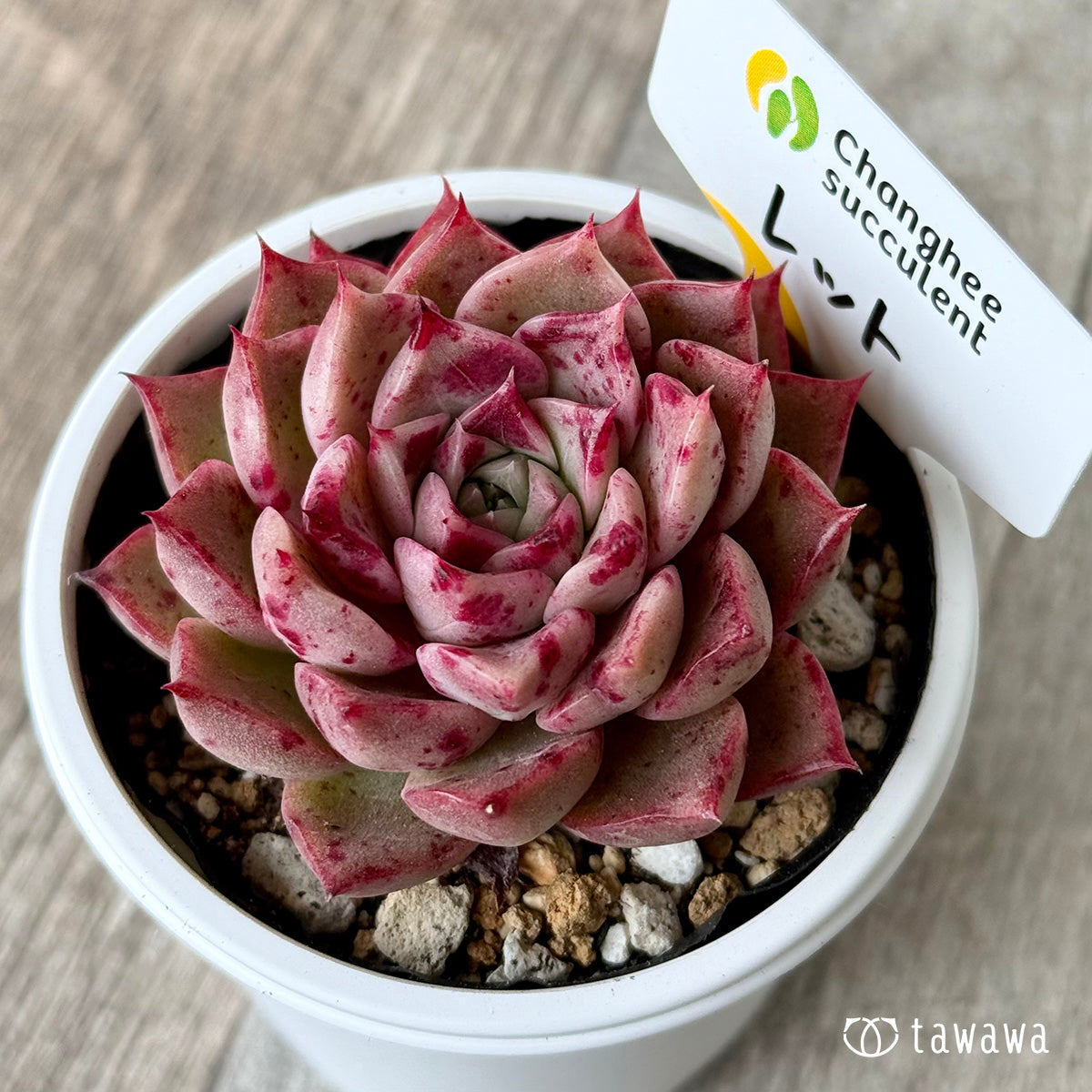 ＊新発売＊　レット（チャンヒー農園）【tawawaハウス苗】