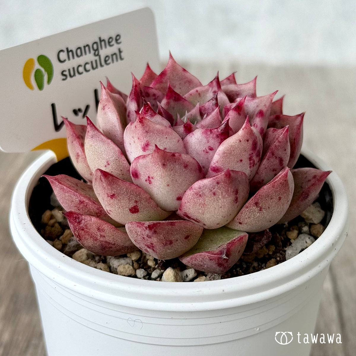 ＊新発売＊　レット（チャンヒー農園）【tawawaハウス苗】